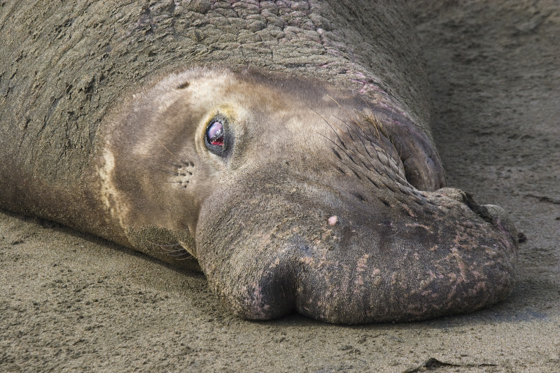 Northern Elephant Seals